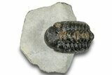 Bargain, Austerops Trilobite - Visible Eye Facets #251036-2